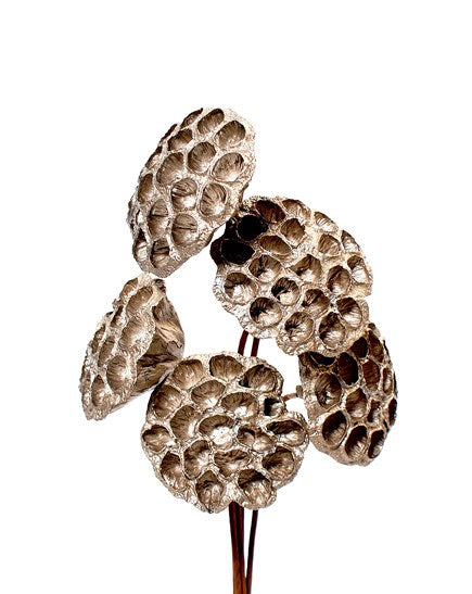 Lotus Pods in Gold