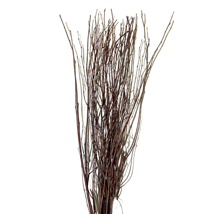 Birch Branches in Natural